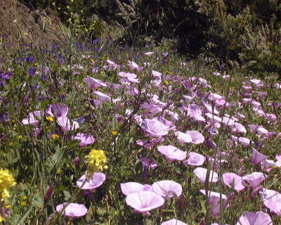 convolvulus